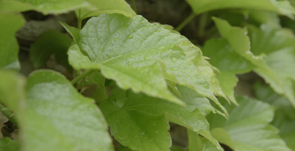 Rain falls on large green leaves