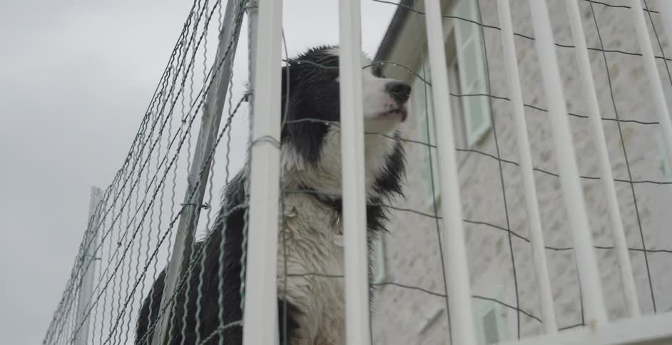 A dog wags its tail and looks out through a fenced in yard
