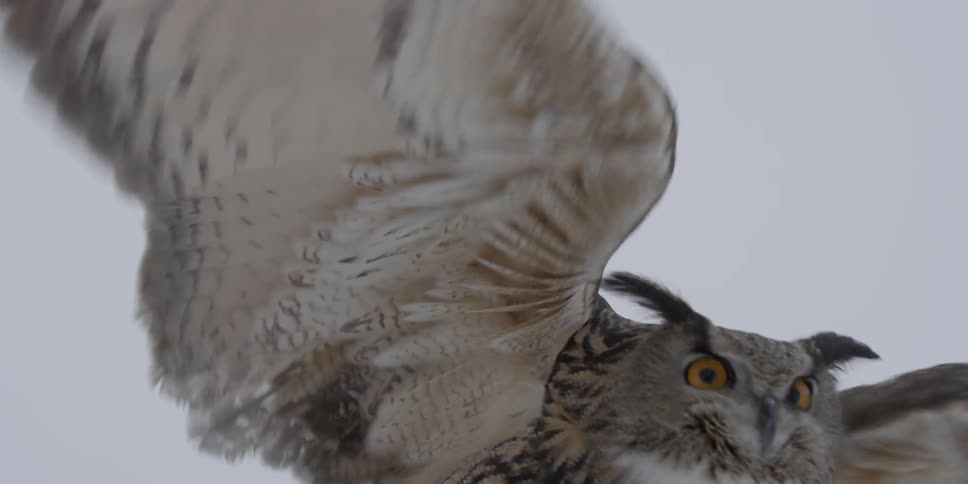 Owl