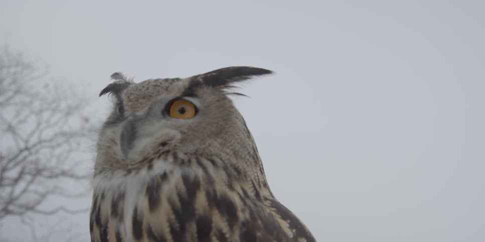 An amber eyed owl looks around on a cloudy day