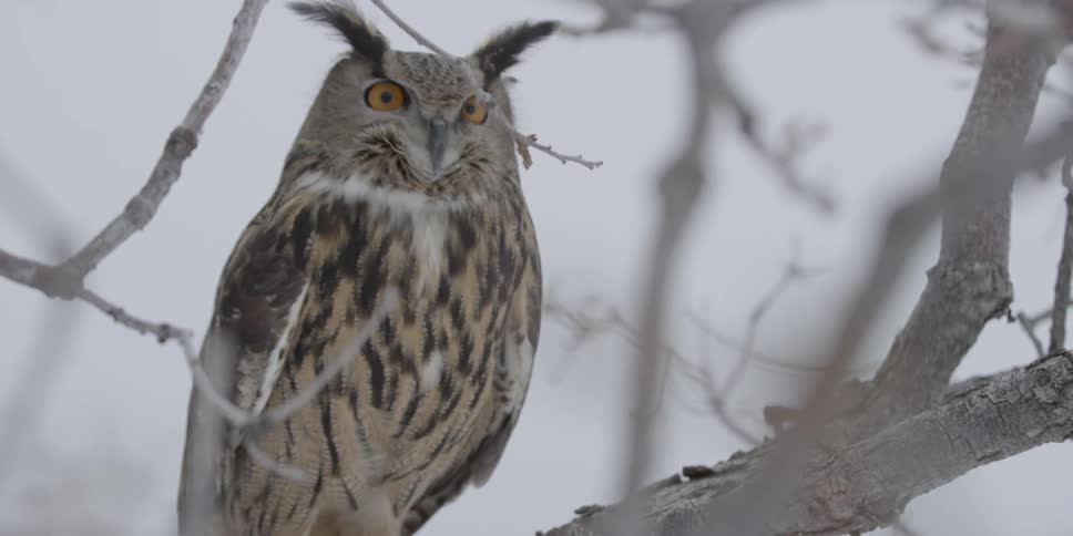 An owl sitting on a branch of a tree