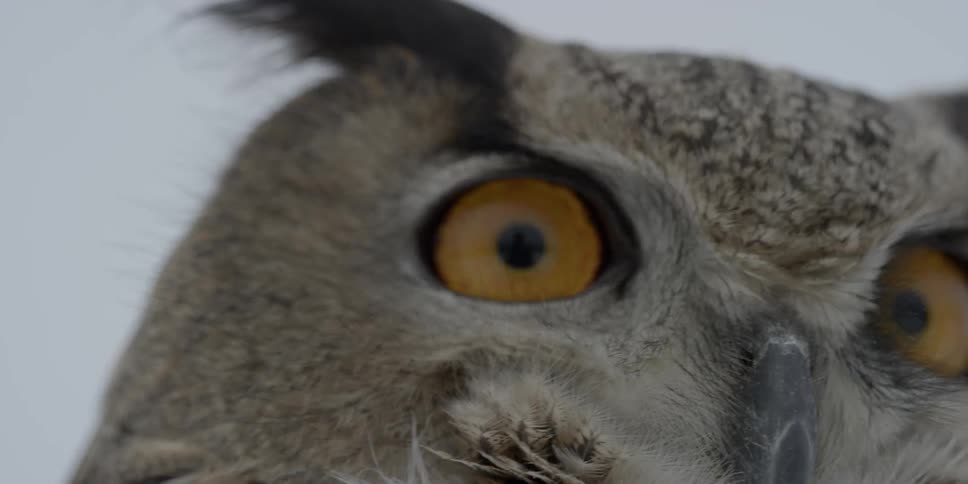 An owl with amber eyes looks around