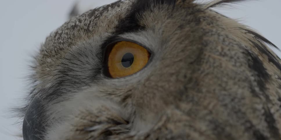 An owl looks out towards an overcast sky