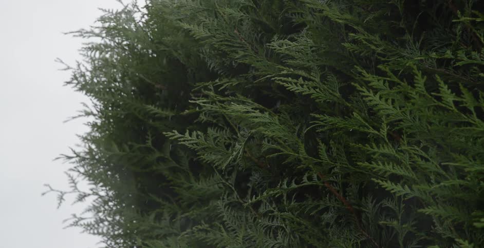 Pine tree branches sway in the rain and wind