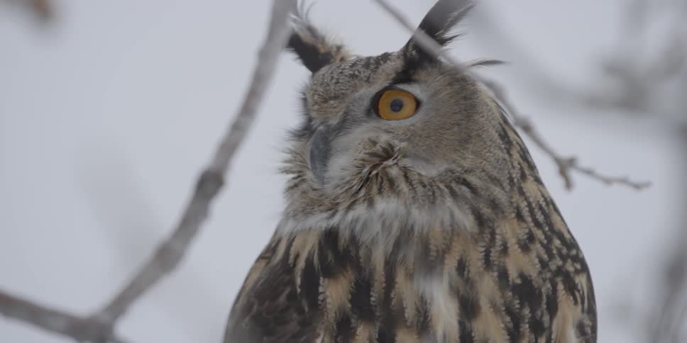 An owl is looking forward