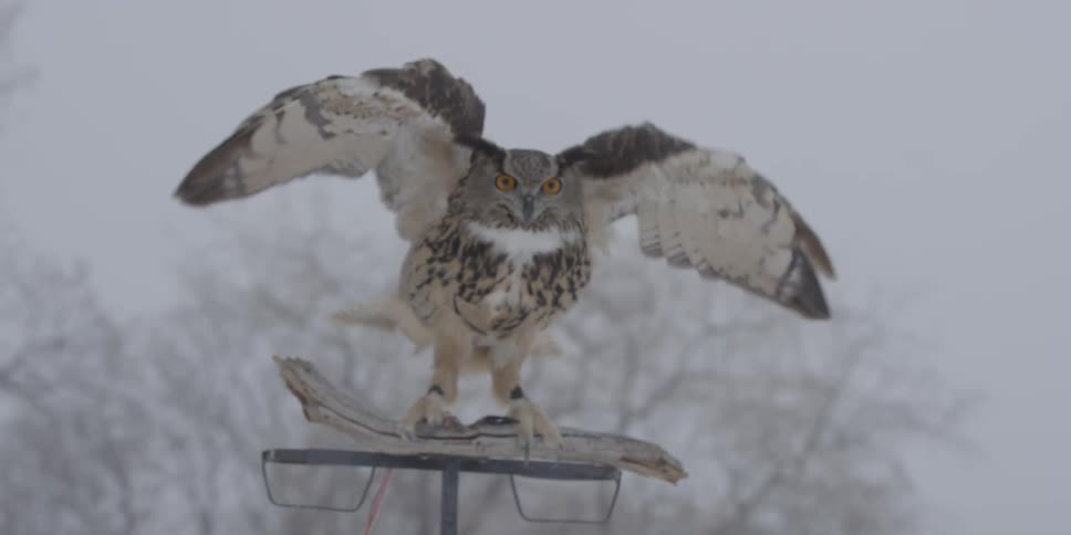 An owl flies and perches on a branch