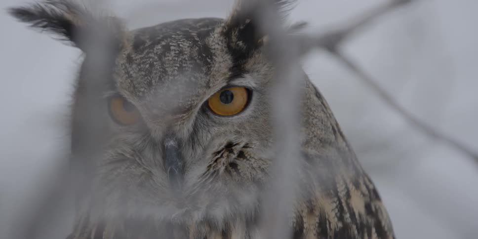 An amber eyed owl blinks and looks around