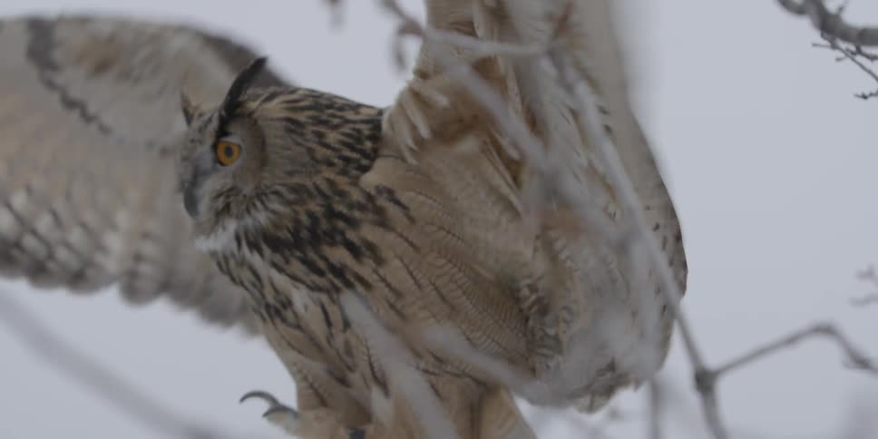 A white and brown owl flaps its wings