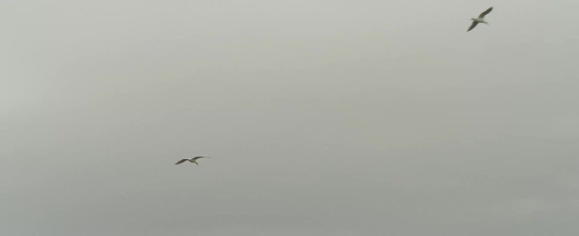 Two birds flying below grey clouds