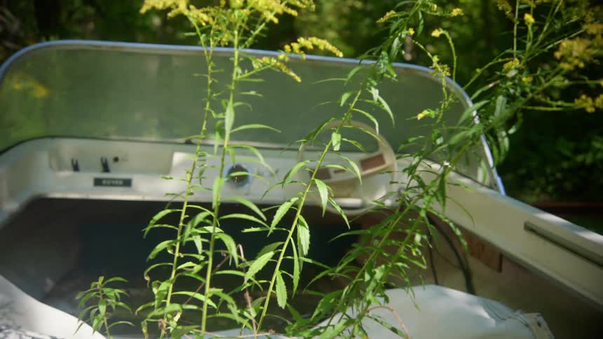 Tall weeds grow in an abandoned boat near a river surrounded by trees