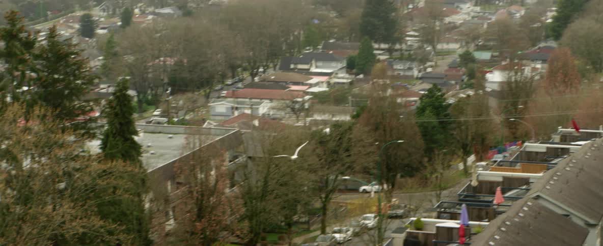 A large white bird flies in a loop over a dense neighborhood