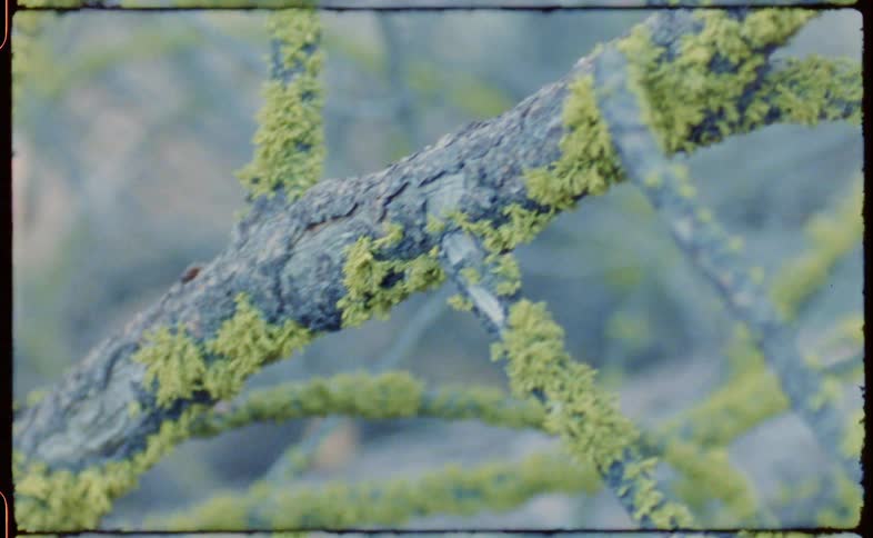 Green moss growing on the branches of a fallen dead tree