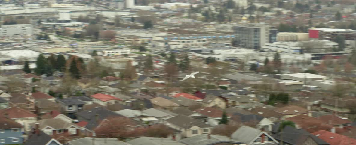 Seagulls flying over houses