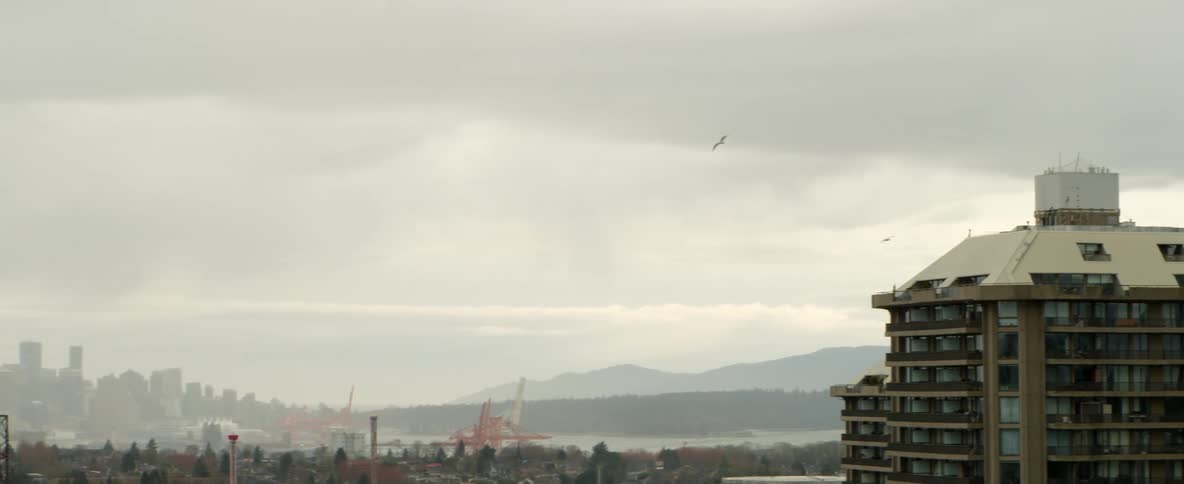 Birds fly above buildings in a city