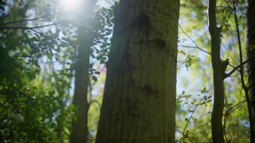 The sun shines through the trees in the woods