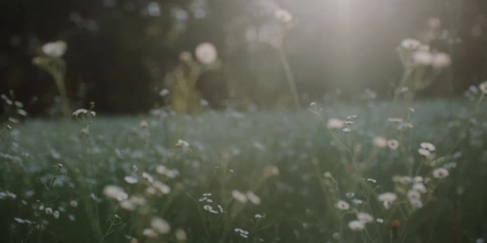 Wildflowers growing in a field on a sunny summer day