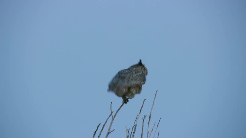 A Great Horned Owl looks right at camera and then flies into the night sky