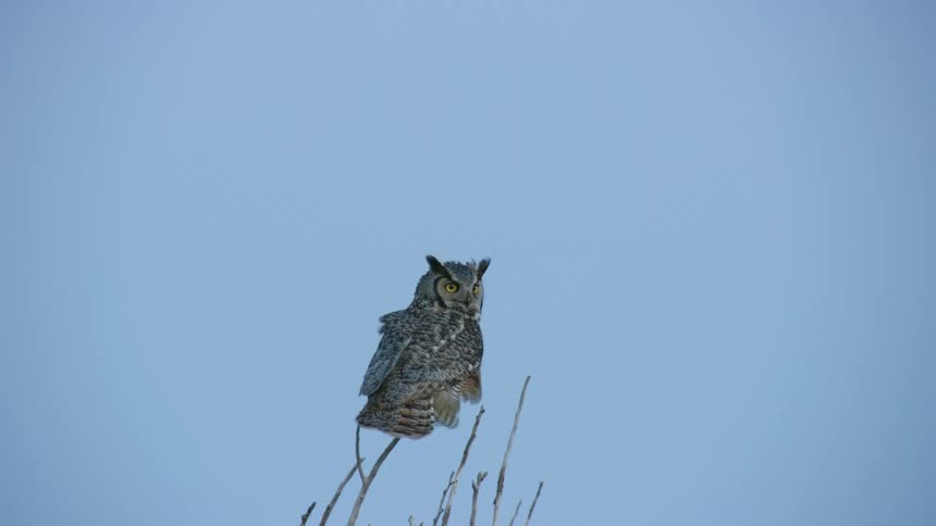 A Great Horned Owl sits on top of tree branches looking around in the early evening night sky