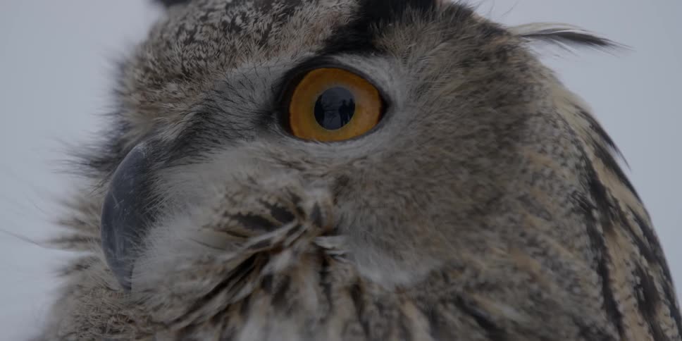 Close up of the face of an owl