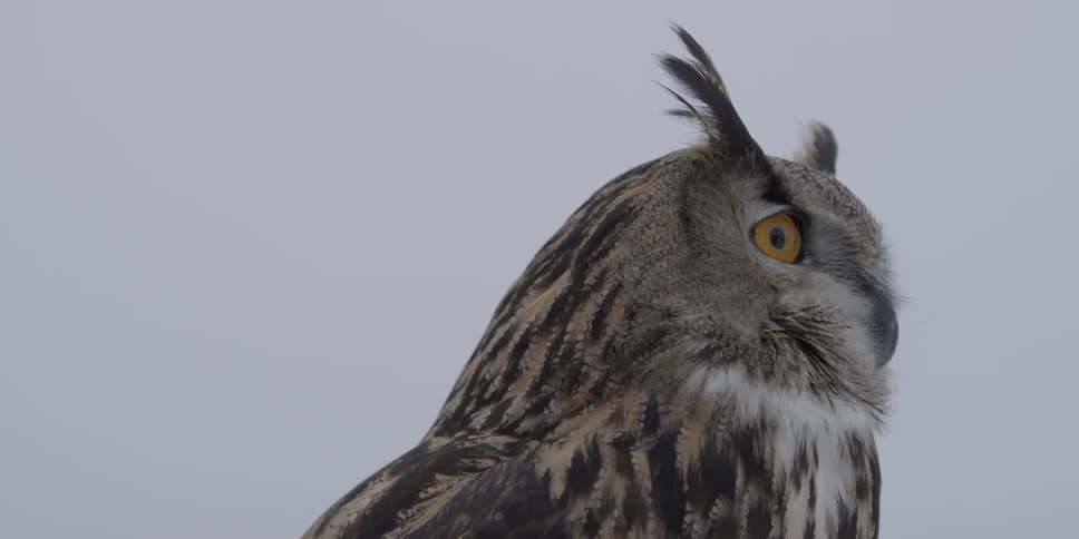 An owl with amber eyes on a cloudy day