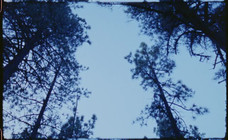 Tall pine trees high in a blue sky
