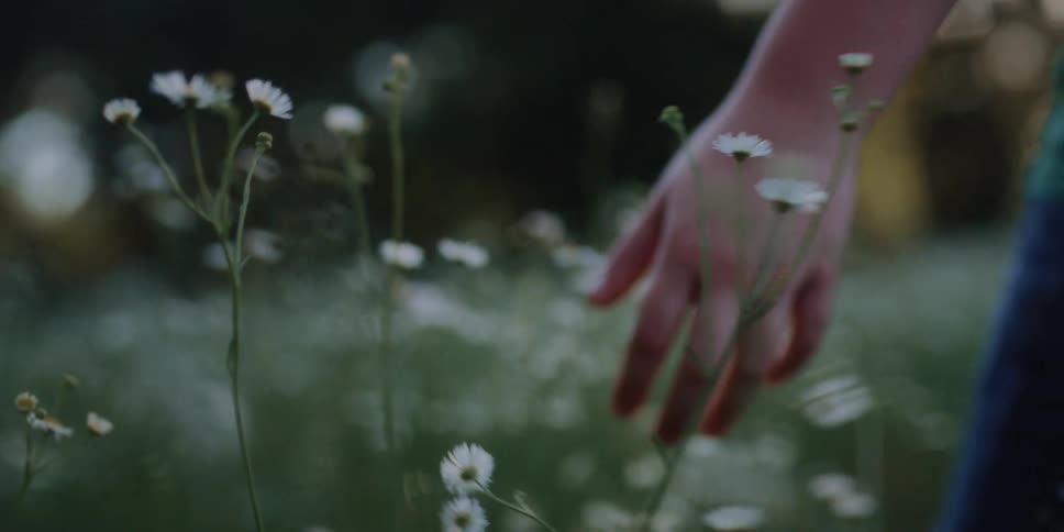 A person walks through a field of flowers
