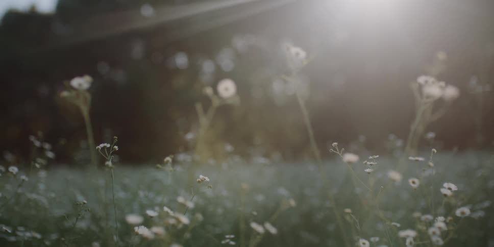 Small flowers line the field on a sunny day