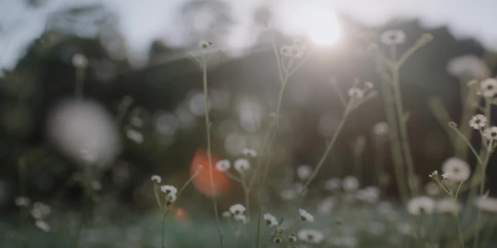 A flare of sunlight shines down on flowers flowing gently in the wind