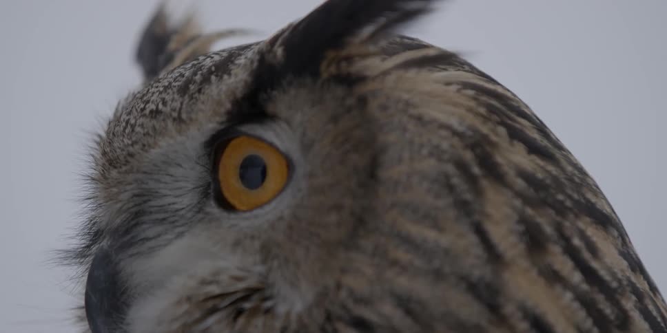 Close up of an owl's face