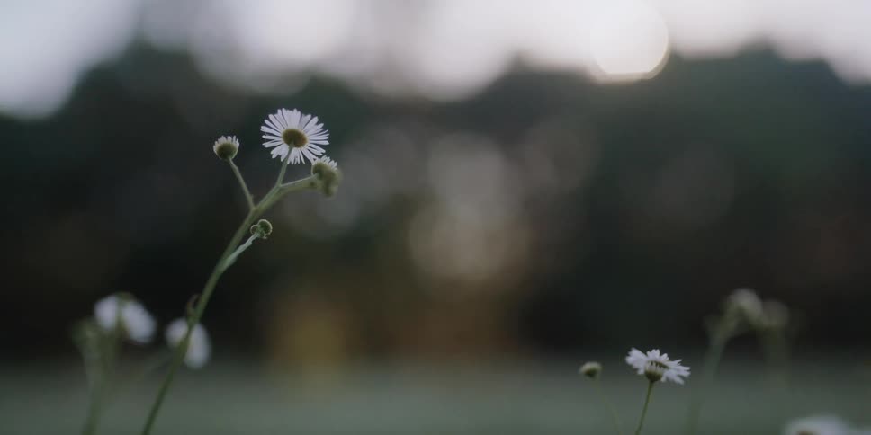 Daisies moving in the breeze