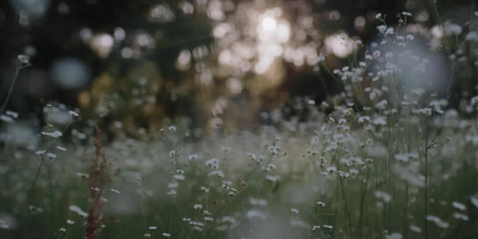 Wild white flowers growing in a field near the forest at sunset
