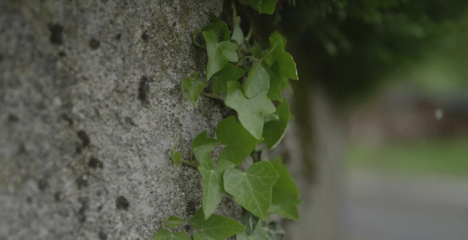 Small leaves blow on a stone wall