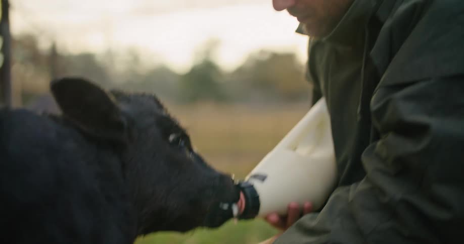 A farmer uses a large bottle of milk to feed a black baby calf