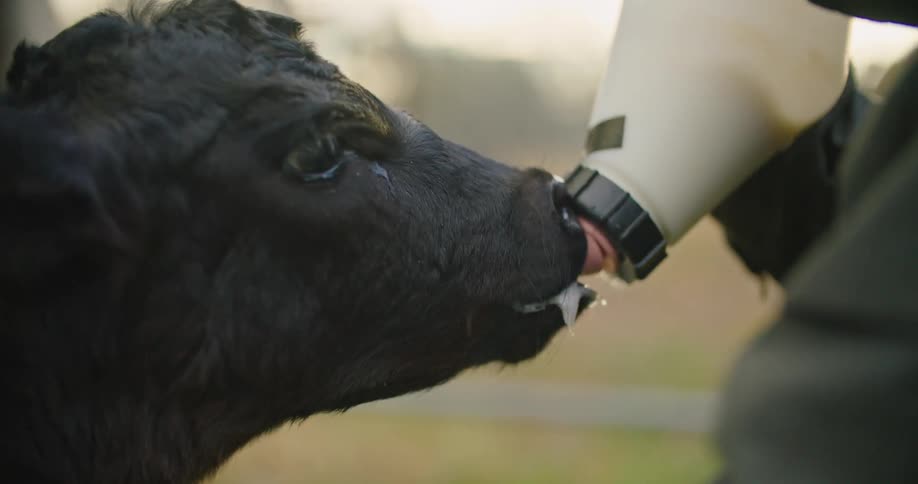 A person feeding a calf with a bottle of milk with the sky and clouds in the background