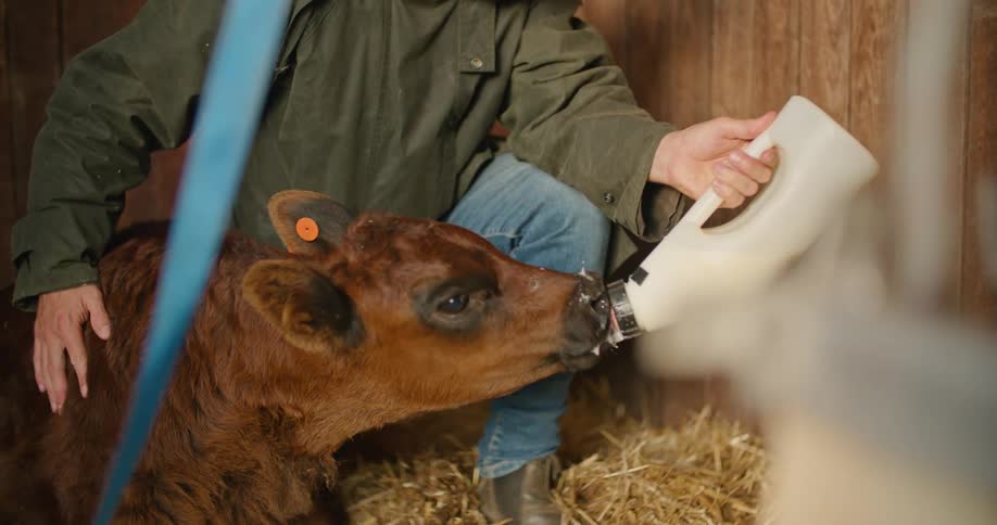 A man in a barn feeding a calf milk with a bottle with a wall in the background