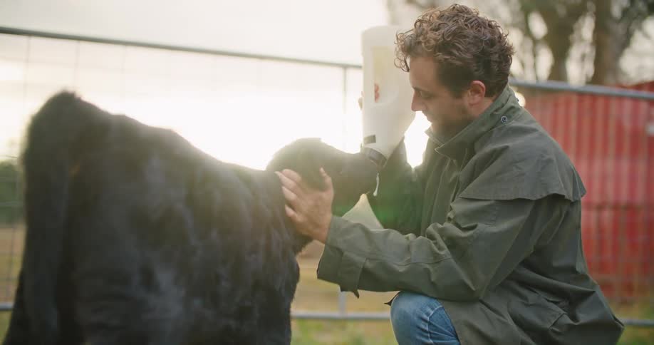 A man kneels down and bottle feeds a baby cow inside a fenced area