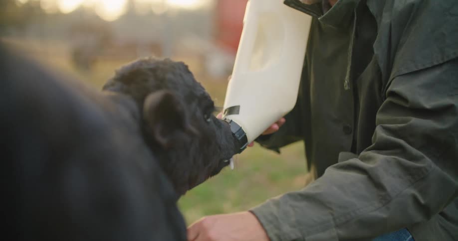 A man feeding a calf milk from a bottle with trees the sky and clouds in the background