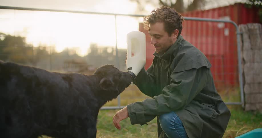 A man kneels down and bottle feeds a baby cow in a fenced in area outside