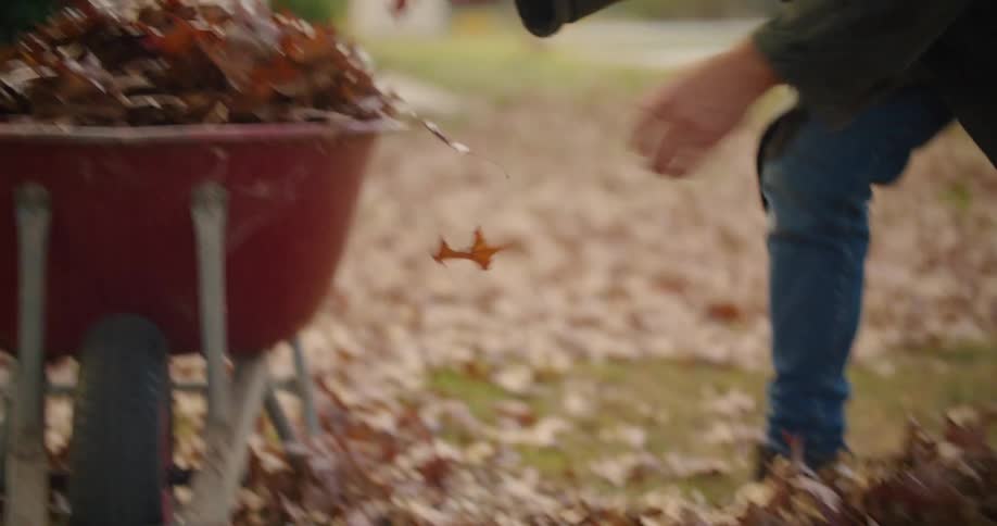 Man loading a wheelbarrow with dead brown leaves in the backyard