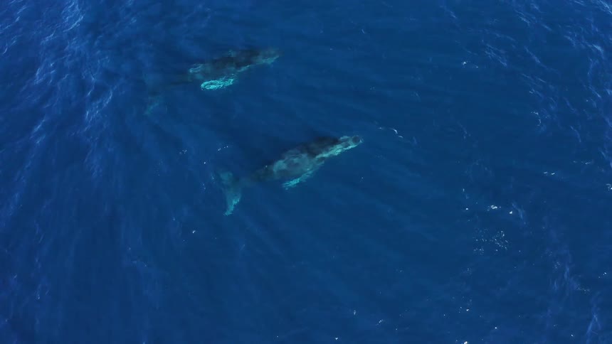 Two whales swim near the surface of blue ocean water