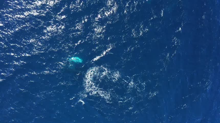 A whale dives under the water