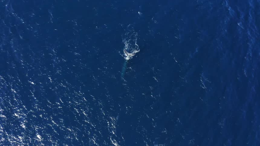 A whale swimming in the ocean with water and waves