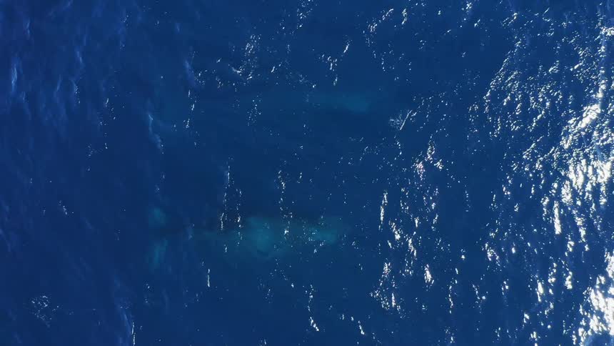Whales floating under the surface of the blue ocean waters