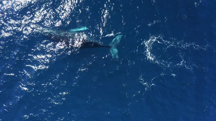 A grey whale underwater in the ocean spouts water from its blowhole