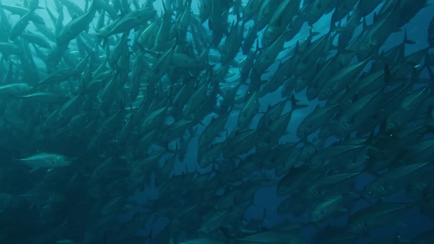 A large school of fish are swimming
