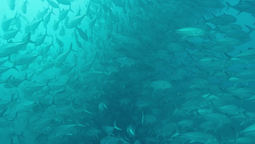A bunch of fish swimming in the ocean in a pod