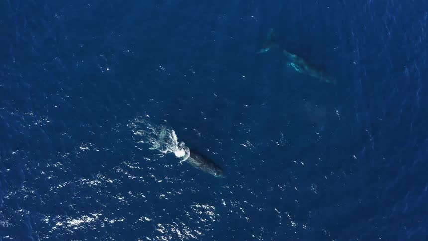Two whales swim in the ocean below