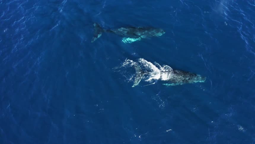 Two whales swimming in the ocean with water and waves
