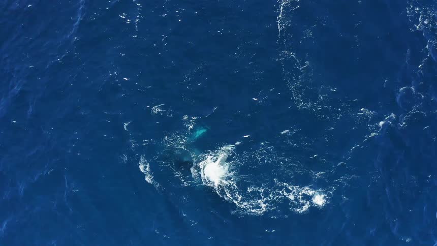 Whales floating under the surface of the blue ocean waters