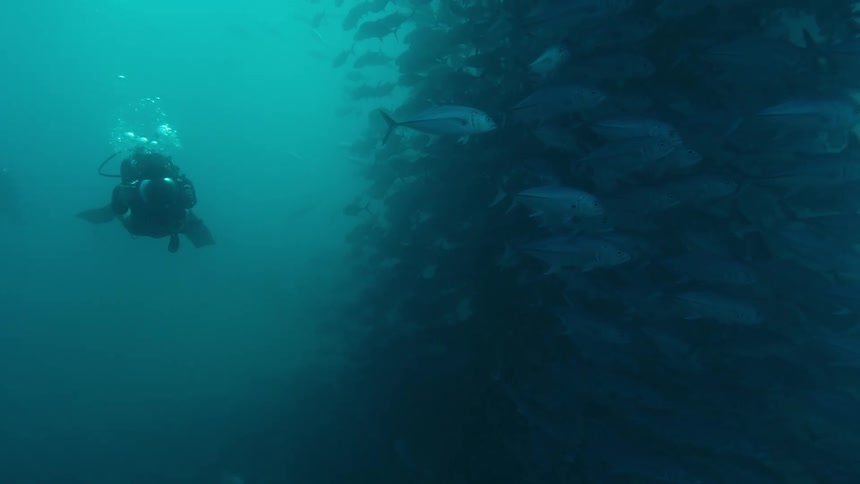 A diver is filming a school of fish underwater